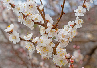 Beautiful pink spring tender flowers blossom