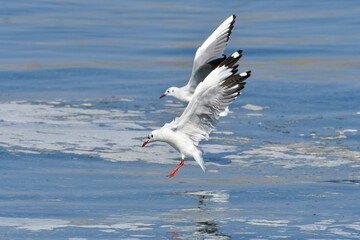 めったに見られない珍しい冬の渡り鳥チャガシラカモメ