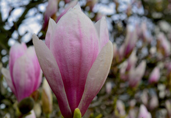 Blooming magnolia tree in the springtime. Beautiful pink flowers on a branch.