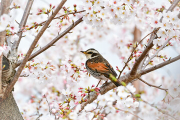 春の満開の桜と身近な渡り鳥ツグミ