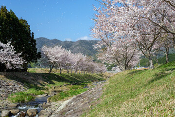 桜吹雪が舞う川沿いの桜並木