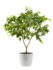 benjamin's ficus houseplant with variegated leaves in a white planter, isolated