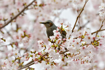 満開の桜を訪れた庭や公園でよく見られる身近な野鳥ヒヨドリ