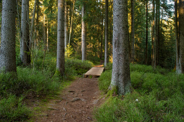 Obraz premium green spruce trees with sun rays and blue sky in an amazing forest landscape in germany vogtland