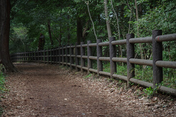 井の頭公園の森の風景