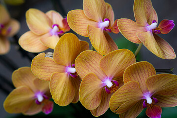 Yellow and purple orchids closeup in a garden greenhouse