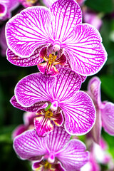 Closeup of pink and white orchids in a garden greenhouse