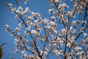 春の訪れを告げる桜