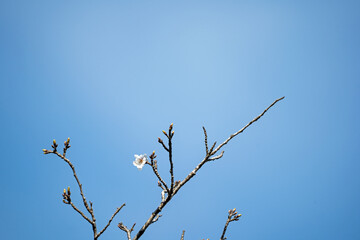 春の訪れを告げる桜