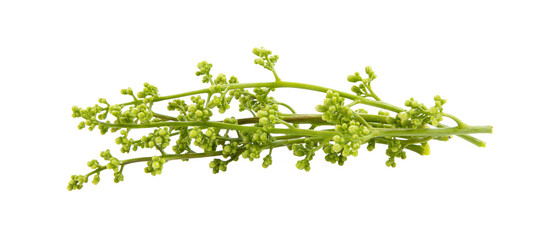 Medicinal neem flower on transparent png