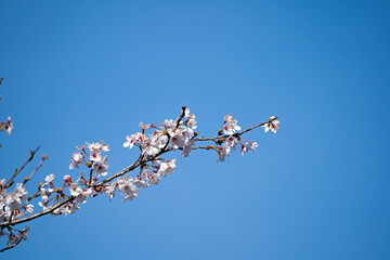 春の訪れを告げる桜