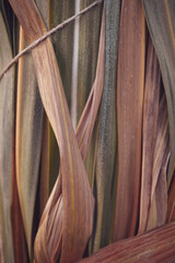autumn colored miscanthus leaves close up fall background