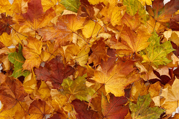 Naklejka na ściany i meble Multi-colored maple leaves are scattered on a white textured wooden table. Colors of autumn