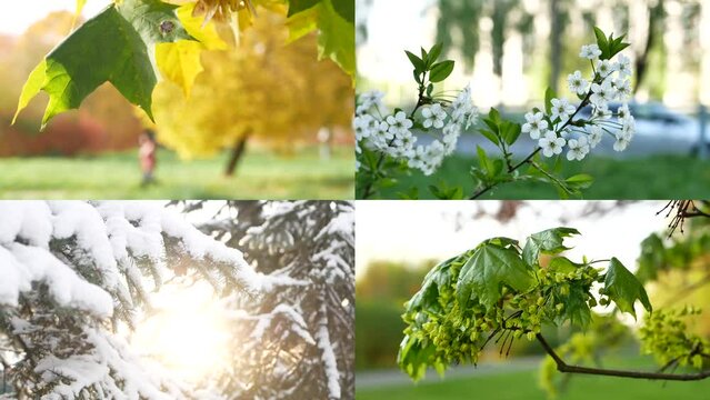 Seasons - collage with beautiful landscapes in winter, spring, summer and autumn. A kaleidoscope of natural phenomena, seasonal specificity and originality.