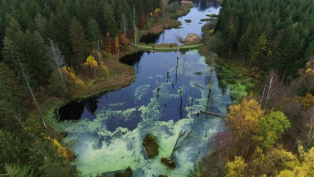 Aerial of forest and lake of Hareskoven, Denmark. Drone moves slowly forward over the lake. A small path splits the lake in two. It is a grey autumn day. 4K drone aerial 