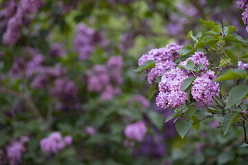 Blooming branches of lilacs on the background of lilac bushes. Spring in the city. Great mood.