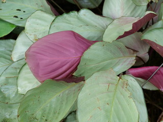 Vibrant Purple Leaves of Calathea Roseopicta 'Asian Beauty'
