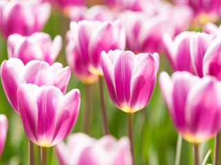 並んだチューリップ