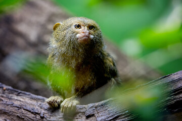 Western pygmy marmoset, Callithrix pygmaea, one of the smallest monkeys in the world. A New World...