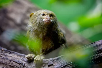 Zelfklevend Fotobehang Western pygmy marmoset, Callithrix pygmaea, one of the smallest monkeys in the world. A New World monkey endemic to the northwestern Amazon rainforest in Brazil, Colombia, Ecuador, and Peru. © Rixie