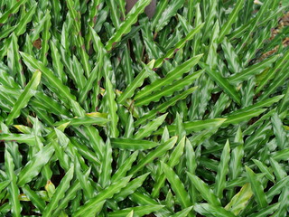 Unique Patterned Leaves of Calathea Musaica