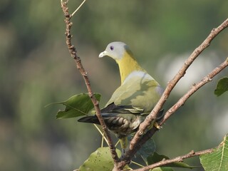 Yellow footed green pigeon in natural habitat