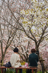 桜の咲く公園で花見している人々の姿