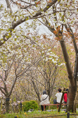 桜の咲く公園で花見している人々の姿