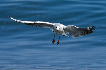 青い海で羽ばたく海辺の冬の渡り鳥ユリカモメ