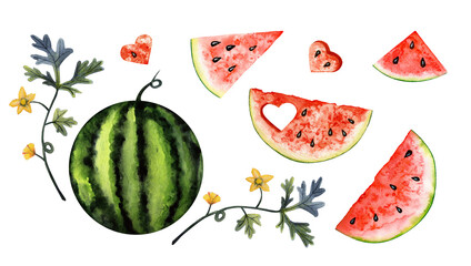Watercolor set of watermelon and watermelon slices on white background