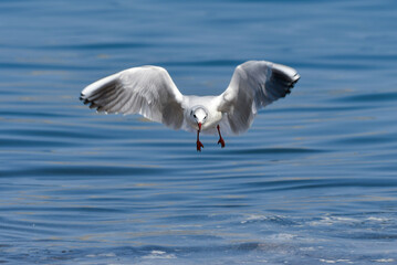 青い海で羽ばたく海辺の冬の渡り鳥ユリカモメ