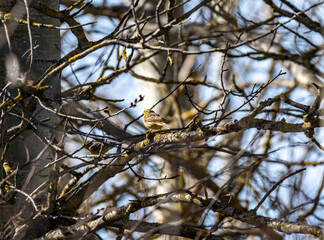 yellow-breasted bunting looking for food on a spring day in a field