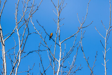 red-breasted robin on top of a tree against the blue sky sings songs