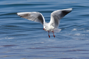 Fototapeta na wymiar 青い海で羽ばたく海辺の冬の渡り鳥ユリカモメ