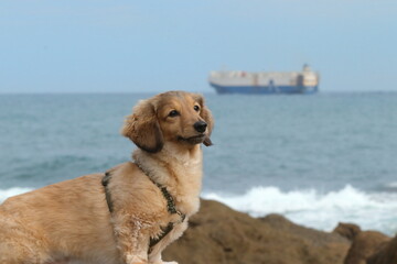 犬と海