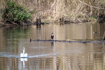 Naklejka na ściany i meble Cormoran - resting on the river, with swan and duck