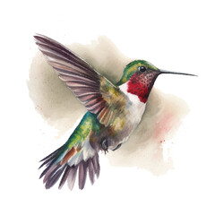 watercolor ruby-throated hummingbird. Vector illustration for greeting cards, invitations, and other printing and web projects.