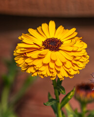 A Pot Marigold Floor in a garden
