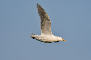 冬に港や海辺で見られる渡鳥ワシカモメ