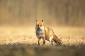 Naklejka na ściany i meble Fox Vulpes vulpes in spring scenery, Poland Europe, animal walking among spring meadow