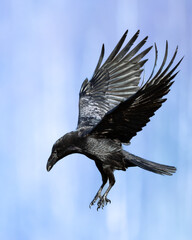 Bird Common Raven Corvus corax, dark style big black scary bird flying, Helloween