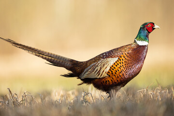 Common pheasant Phasianus colchius Ring-necked pheasant in natural habitat, grassland in early spring