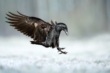 Bird Common Raven Corvus corax, dark style big black scary bird flying, Helloween