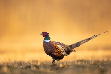 Common pheasant Phasianus colchius Ring-necked pheasant in natural habitat, grassland in early spring