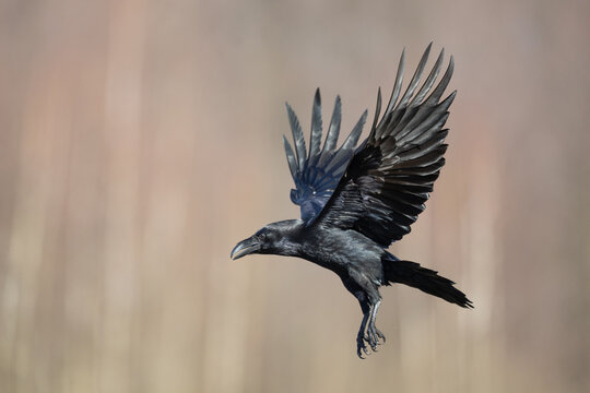 Bird Common Raven Corvus corax, dark style big black scary bird flying, Helloween