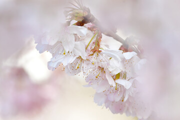 春を彩る美しいピンクの桜の花