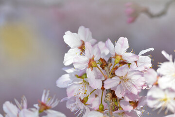 Obraz na płótnie Canvas 春を彩る美しいピンクの桜の花