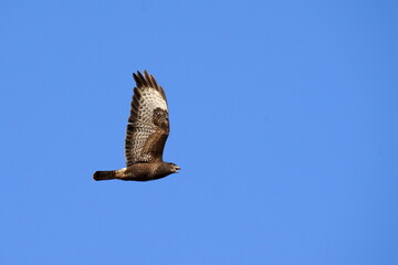 A large bird of prey flies across the blue sky. The common buzzard (Buteo buteo) is a medium-to-large bird of prey which has a large range.