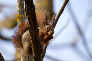 Red squirrel (Sciurus vulgaris) on a tree eats a nut