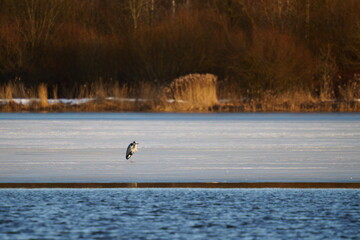 A gray heron stands on a frozen lake. The grey heron (Ardea cinerea) is a long-legged wading bird of the heron family, Ardeidae, native throughout temperate Europe and Asia and also parts of Africa.